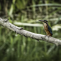 Buy canvas prints of Kingfisher by David Hirst