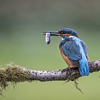 Buy canvas prints of Kingfisher Catch by David Hirst