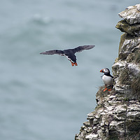 Buy canvas prints of Flight of the Puffin by David Hirst