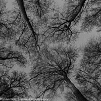 Buy canvas prints of trees at night by john cruttenden