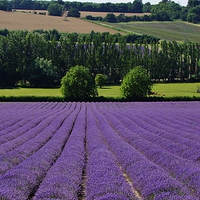 Buy canvas prints of  Kent Lavender by Tim Clifton