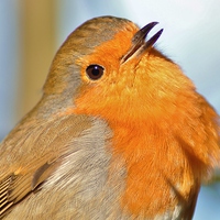 Buy canvas prints of  The Robin by Tim Clifton