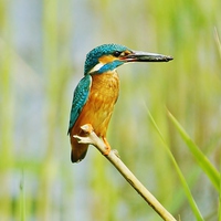 Buy canvas prints of  Kingfisher With Lunch by Tim Clifton