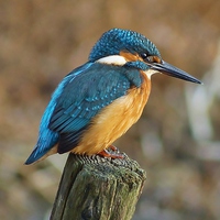 Buy canvas prints of  The Kingfisher by Tim Clifton