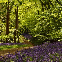 Buy canvas prints of  Bluebell Walk by Tim Clifton