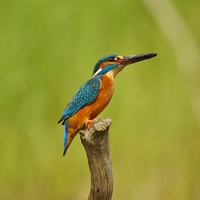 Buy canvas prints of The Kingfisher by Tim Clifton