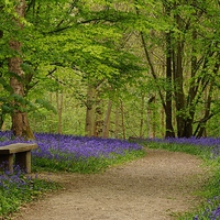 Buy canvas prints of  Bluebell Beauty by Tim Clifton