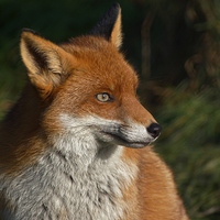 Buy canvas prints of  Foxy Lady by Tim Clifton
