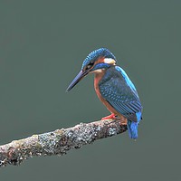 Buy canvas prints of The Kingfisher by Tim Clifton