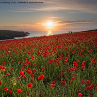 Buy canvas prints of Poppy's at Sunset  by tom downing