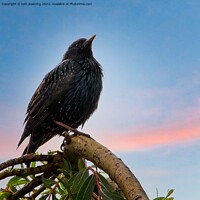 Buy canvas prints of perched starling by tom downing