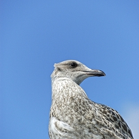 Buy canvas prints of  Juvenile Herring Gull by tom downing