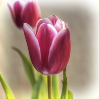 Buy canvas prints of Tulip in Burgundy  by tom downing