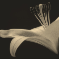 Buy canvas prints of  Soft toned Lily by tom downing