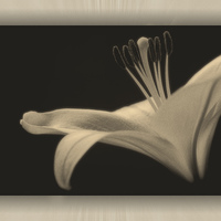 Buy canvas prints of  Soft toned Lily with boarder  by tom downing