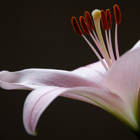 Buy canvas prints of  lily in color by tom downing