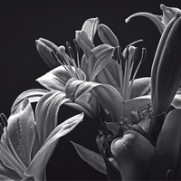 Buy canvas prints of  Floral display B&W by tom downing