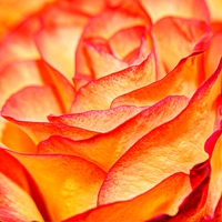 Buy canvas prints of surreal rose petal by tom downing