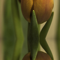Buy canvas prints of  Reflections of a tulip  by tom downing