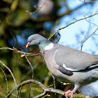 Buy canvas prints of  Woodpigeon by tom downing