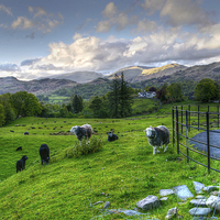 Buy canvas prints of  Cumbrian Fell by tom downing