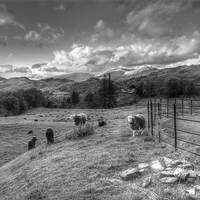 Buy canvas prints of   Cumbrian Fell by tom downing