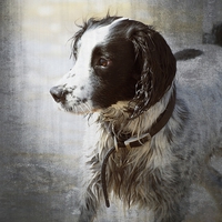 Buy canvas prints of  Portrait of a Springer Spaniel by tom downing