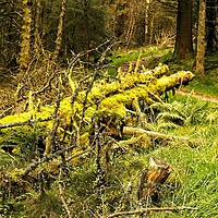 Buy canvas prints of fallen trees by tom downing