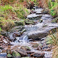 Buy canvas prints of The stream by tom downing