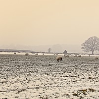 Buy canvas prints of Sheep in the winters  evening mist by tom downing
