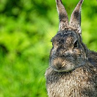 Buy canvas prints of Watching you by tom downing