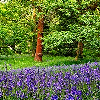 Buy canvas prints of Bluebells of Spring by tom downing
