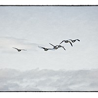 Buy canvas prints of The Migration by tom downing