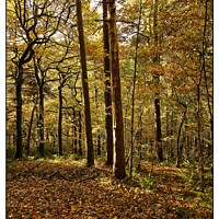 Buy canvas prints of Autumn woodland by tom downing