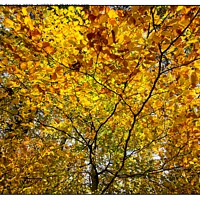 Buy canvas prints of Colourful autumn leaves by tom downing