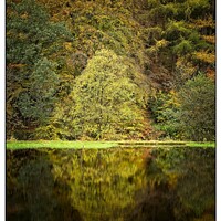 Buy canvas prints of Colourful Autumn by tom downing