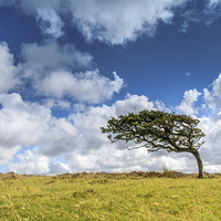 Buy canvas prints of  Prevailing Wind on Exmoor by Bob Small