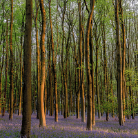 Buy canvas prints of  Bluebell Carpet by Bob Small
