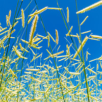 Buy canvas prints of Deliceate Grasses  by Bob Small