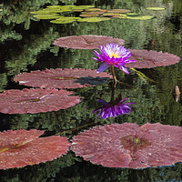Buy canvas prints of Waterlily by Bob Small