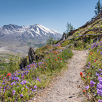 Buy canvas prints of Mount St Helens  by Bob Small