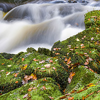 Buy canvas prints of Waters and Leaves by Bob Small