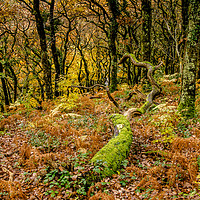 Buy canvas prints of Woodland Colours by Bob Small