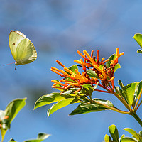 Buy canvas prints of Butterfly in flight by Bob Small