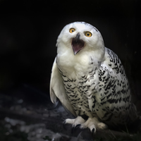 Buy canvas prints of Snowy Owl by Alan Campbell