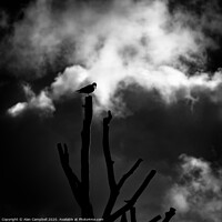 Buy canvas prints of Bird Sleeping At Top Of Tree by Alan Campbell