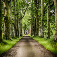 Buy canvas prints of The Avenue of Trees by Alan Campbell