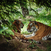 Buy canvas prints of Tigers in love by Alan Campbell