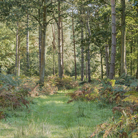 Buy canvas prints of  Woodland View by Tina Fry