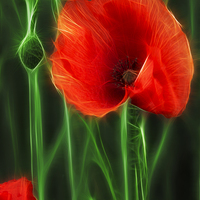 Buy canvas prints of Poppy by Ron Harrison